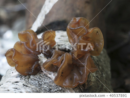 Tremella fimbriata 40537891