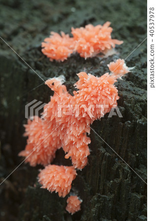 Tubifera ferruginosa 40537978