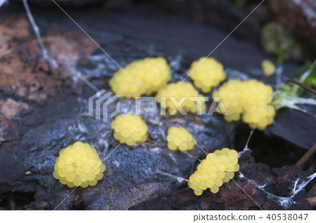 Ceratiomyxa fruticulosa 40538047