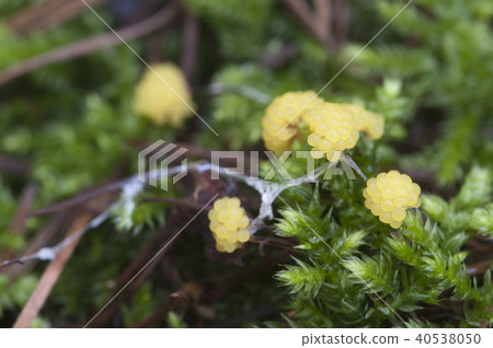 Ceratiomyxa fruticulosa 40538050