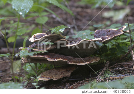 Ganoderma applanatum mushroom Ganoderma applanatum mushroom 40538065