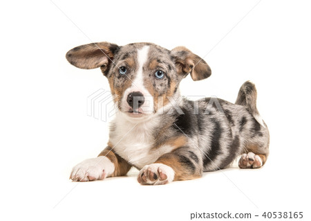 Blue merle welsh corgi puppy with blue eyes Blue merle welsh corgi puppy with blue eyes 40538165
