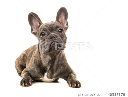 Cute french bulldog lying down on the floor Cute french bulldog lying down on the floor 40538176