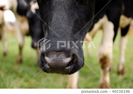 Outdoors Portrait of the Black and White Cow, Cows Wet Nose 40538196