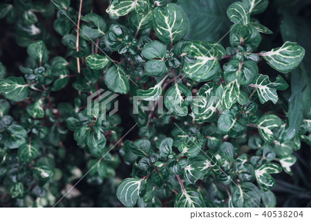 Dark faded green leaves pattern background 40538204