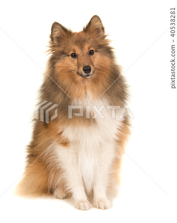 Adult shetland sheepdog sitting Adult shetland sheepdog sitting 40538281