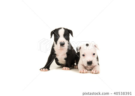 Two 5 weeks old black and white stafford terriers 40538391