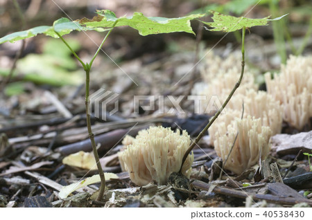 Ramaria stricta 40538430