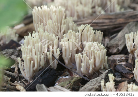 Ramaria stricta 40538432