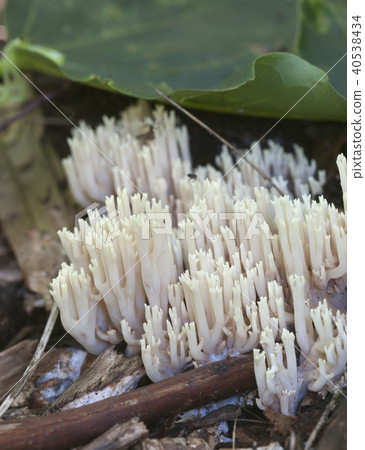 Ramaria stricta 40538434