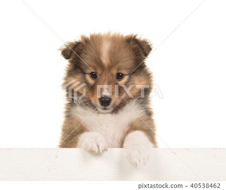 Cute shetland sheepdog puppy portrait  40538462