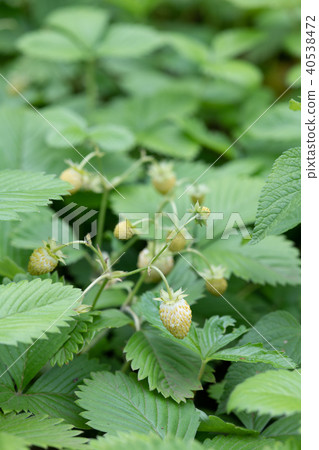 不成熟的綠色小草莓 不成熟的綠色小草莓 40538472