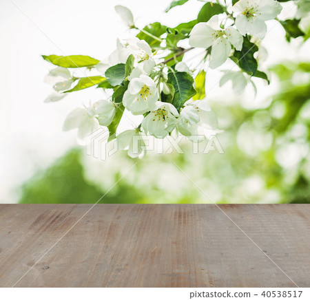 Soft focus background with green leaves Soft focus background with green leaves 40538517