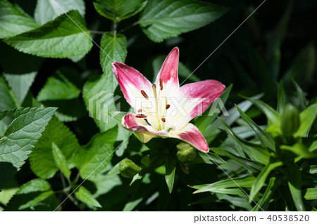 A close-up of pink and white Lollypop lilies 40538520