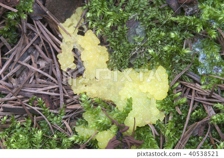Ceratiomyxa fruticulosa Ceratiomyxa fruticulosa 40538521