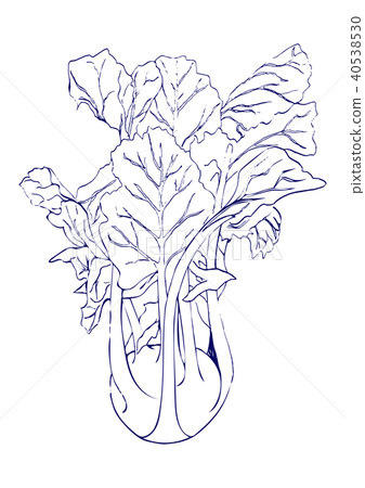 Hand draw blue line Kohlrabi cabbage isolated Hand draw blue line Kohlrabi cabbage isolated 40538530