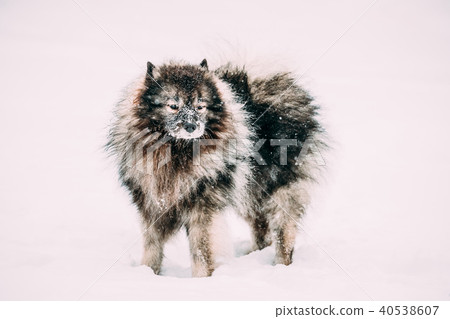 Keeshond Dog Play Outdoor In Snow. Winter Season. Dog Training Keeshond Dog Play Outdoor In Snow. Winter Season. Dog Training 40538607