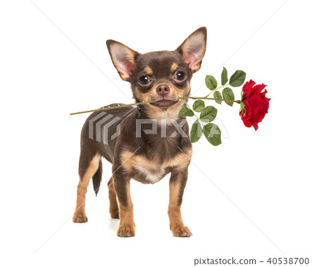 Pretty brown chihuahua dog with red rose Pretty brown chihuahua dog with red rose 40538700