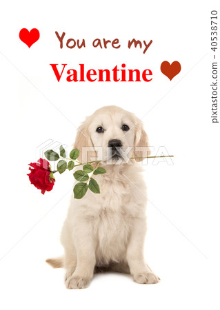 You are my Valentine card with golden retriever 40538710