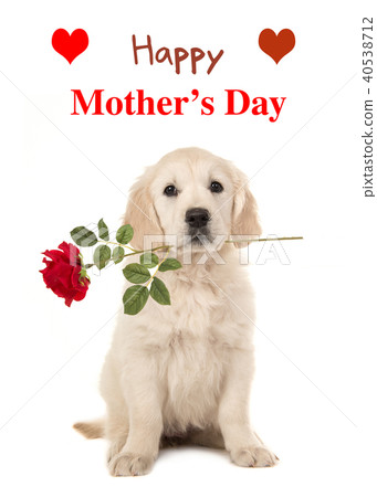 Happy Mother's Day card with golden retriever pup 40538712