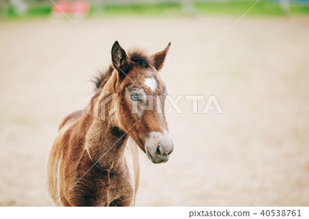 Close Up Portrait Of Brown Foal 40538761