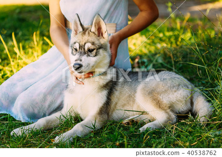 Little Girl And Her Dog Husky In Summer Park 40538762