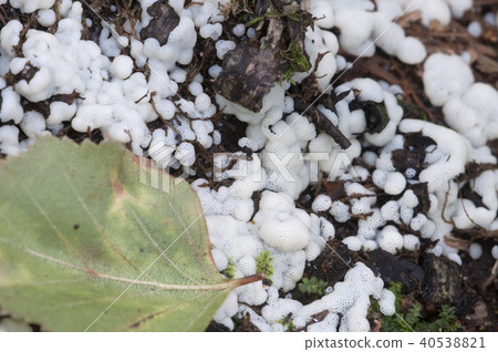 Ceratiomyxa fruticulosa 40538821