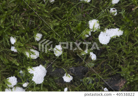 Ceratiomyxa fruticulosa 40538822