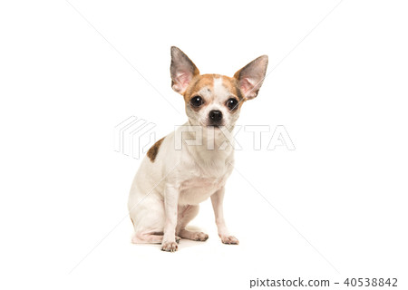 Sitting shorthair chihuahua dog  40538842