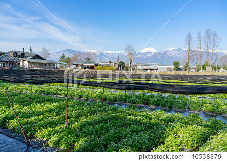 Daio Wasabi Farm Nagano Prefecture Azumino City 40538879