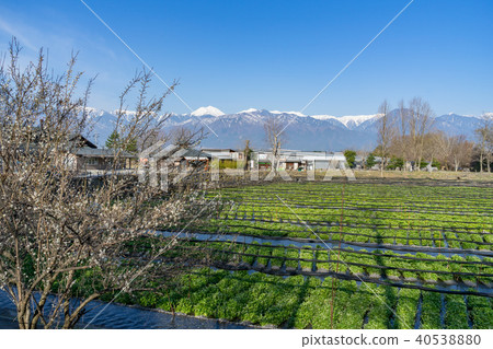 Daio Wasabi Farm Nagano Prefecture Azumino City 40538880