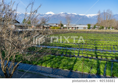 Daio Wasabi Farm Nagano Prefecture Azumino City Daio Wasabi Farm Nagano Prefecture Azumino City 40538881