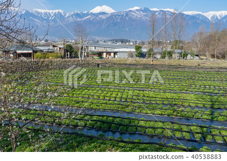 Daio Wasabi Farm長野縣安曇野市 40538883