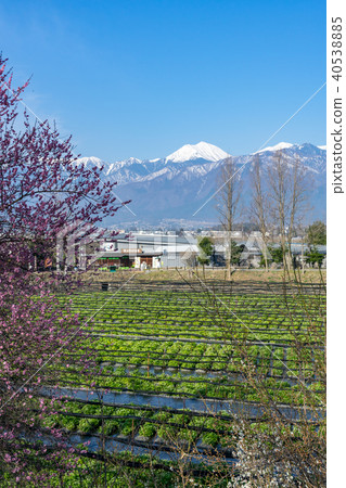 Daio Wasabi Farm Nagano Prefecture Azumino City Daio Wasabi Farm Nagano Prefecture Azumino City 40538885