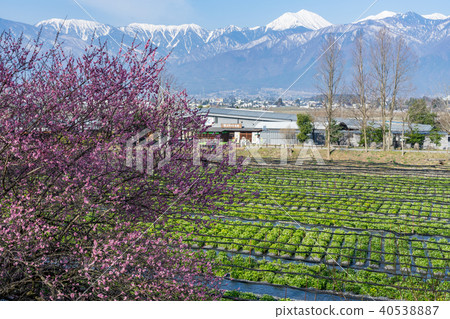 Daio Wasabi Farm Nagano Prefecture Azumino City Daio Wasabi Farm Nagano Prefecture Azumino City 40538887