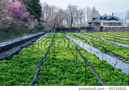 Daio Wasabi Farm Nagano Prefecture Azumino City Daio Wasabi Farm Nagano Prefecture Azumino City 40538888