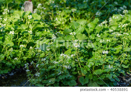 Wasabi Flower Daio Wasabi Farm Azumino City, Nagano Prefecture Wasabi Flower Daio Wasabi Farm Azumino City, Nagano Prefecture 40538891