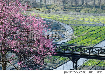 Daio Wasabi Farm Nagano Prefecture Azumino City 40538894
