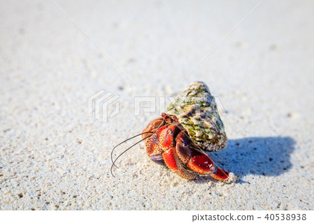 Hermit crab Hermit crab 40538938