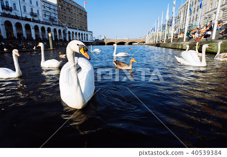 Beautiful white swans swimming on Alster river canal near city hall in Hamburg Beautiful white swans swimming on Alster river canal near city hall in Hamburg 40539384