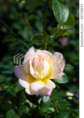 清晨粉紅色和黃色玫瑰'片'花 清晨粉紅色和黃色玫瑰'片'花 40539643