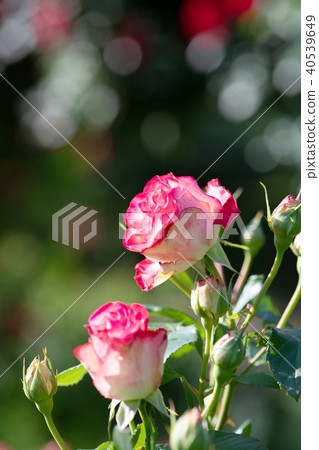 清晨的粉紅色和白色玫瑰'Jubilee du Prince du Monaco'開花了 40539649