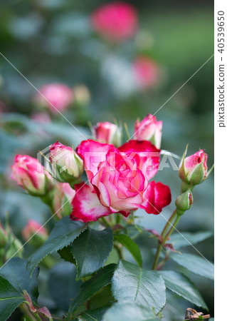 清晨的粉紅色和白色玫瑰'Jubilee du Prince du Monaco'開花了 清晨的粉紅色和白色玫瑰'Jubilee du Prince du Monaco'開花了 40539650