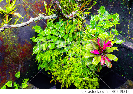 Tropical plants at mossy  wall 40539814