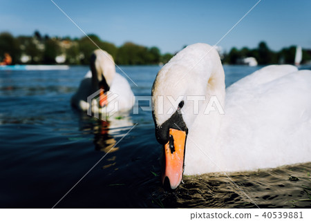 Couple of cute white grace swan on the Alster lake on a sunny day in Hamburg 40539881