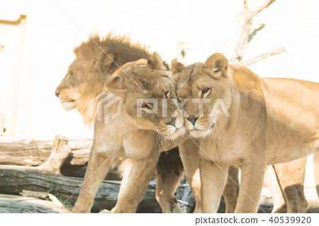 東武動物公園獅子的父母子女 40539920