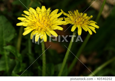 Nature plant Cansai dandelion, a native species of western Japan. It has been in Kansai, but it seems to be blooming in Kyushu and Shikoku 40540202