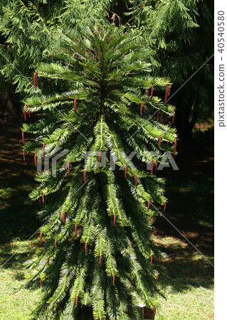 Wollemi Pine Wollemi Pine 40540580