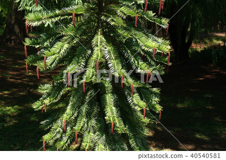Wollemi Pine 40540581