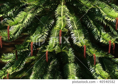 Wollemi Pine 40540582